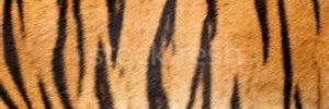 tigerjazz's profile banner image