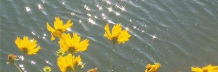n_r556's profile banner image