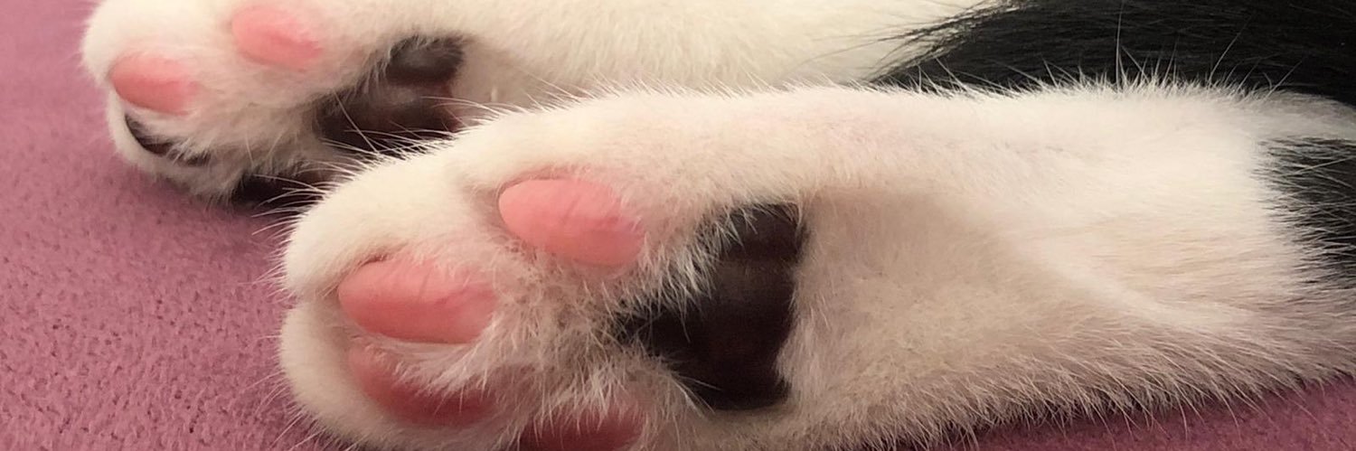 Asosyeall's profile banner image
