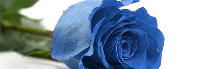 Flor 🌻🌸🌷🌼🌹 banner