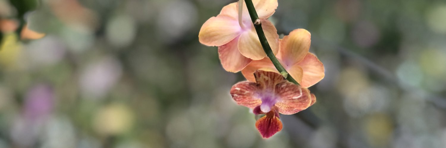 こうや🐾低浮上 banner