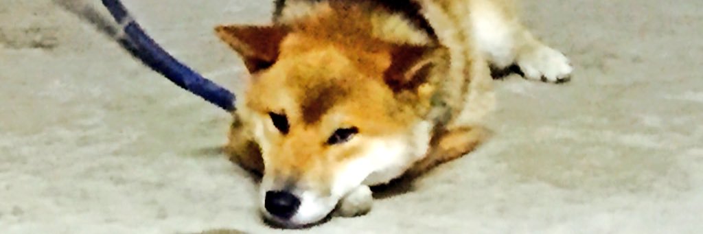 amzrmys's profile banner image