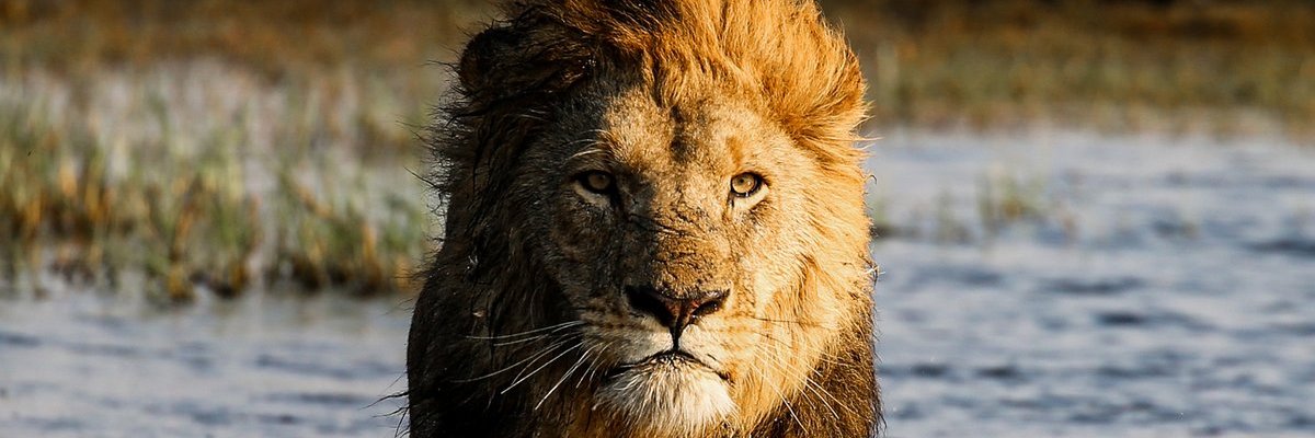 Gustavohbb123's profile banner image