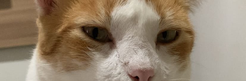martinsjorgef's profile banner image