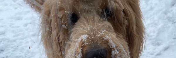 bojansayspotato Profile Banner