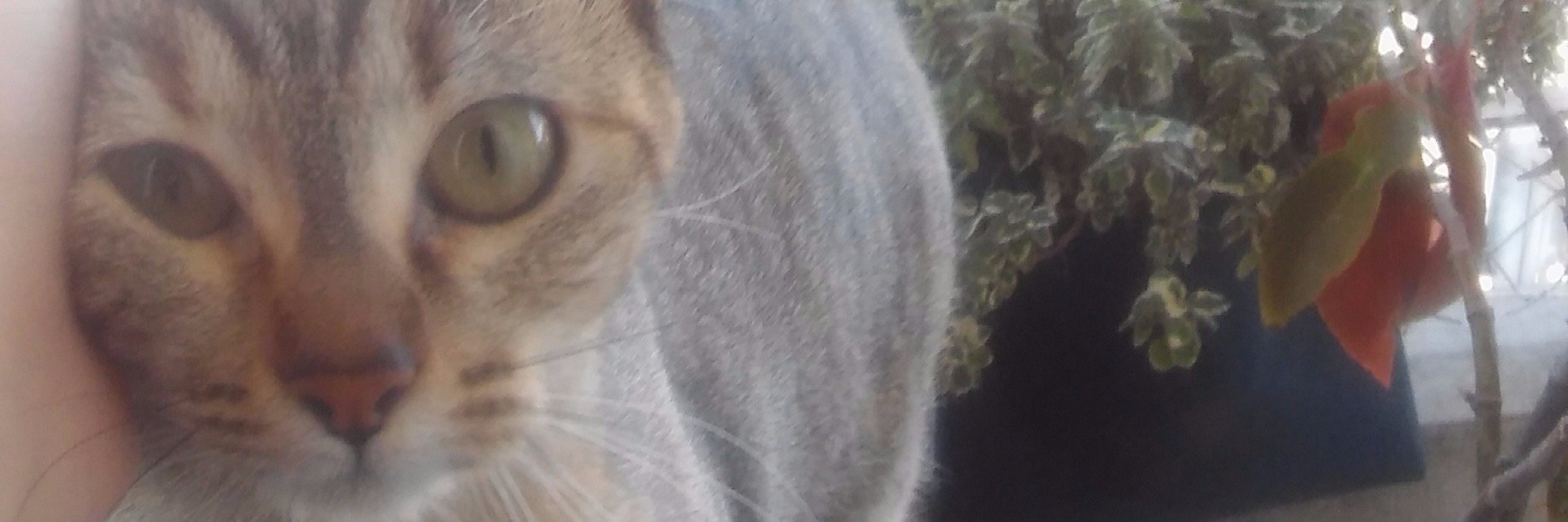 Florchichuz's profile banner image