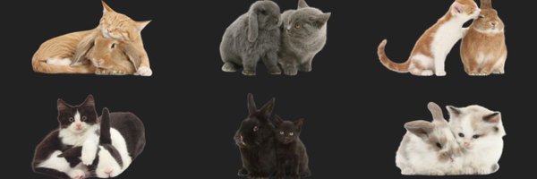 bunnyxomosh Profile Banner