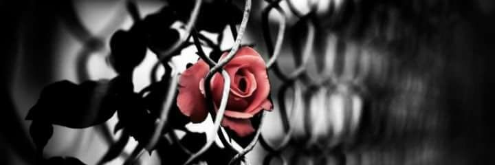 ladybug_342012's profile banner image