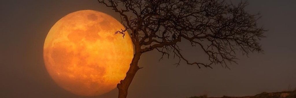 liberty🕊️ banner