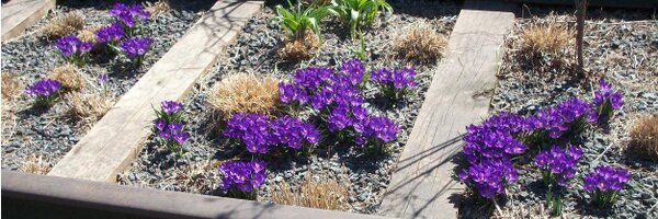 Maguspe Profile Banner