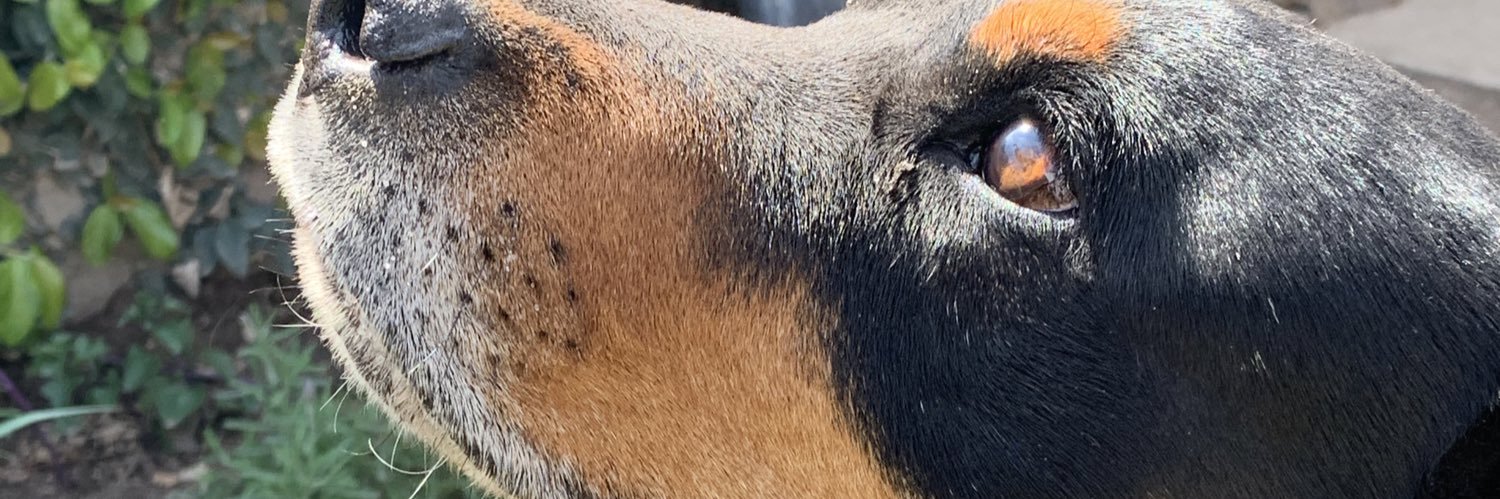 Danidejorgee's profile banner image