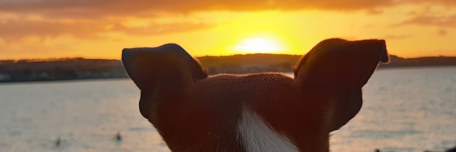 ScanlonAlice's profile banner image