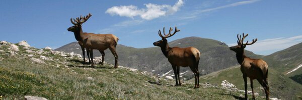 samwittchen Profile Banner