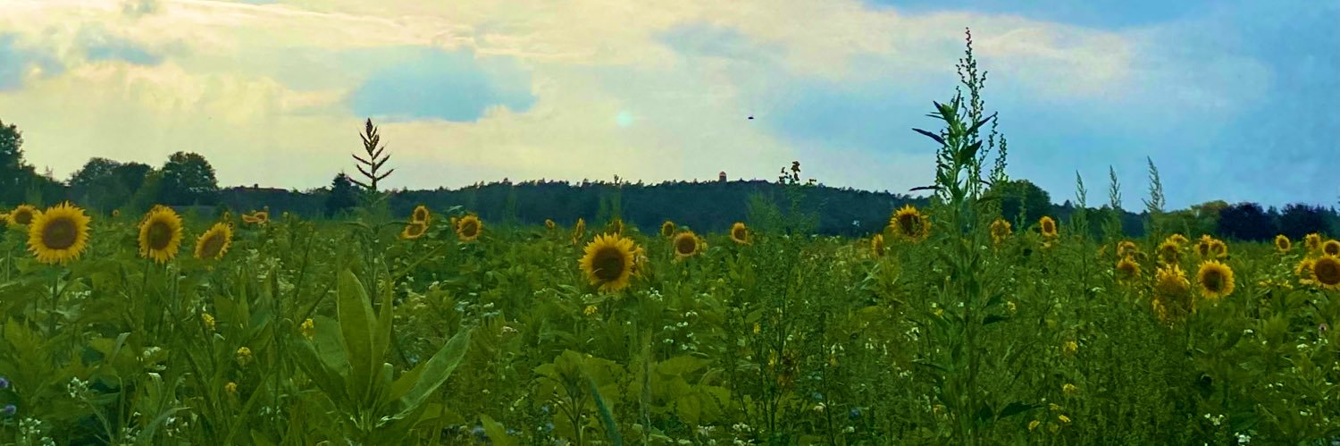 eleni 🌞 banner