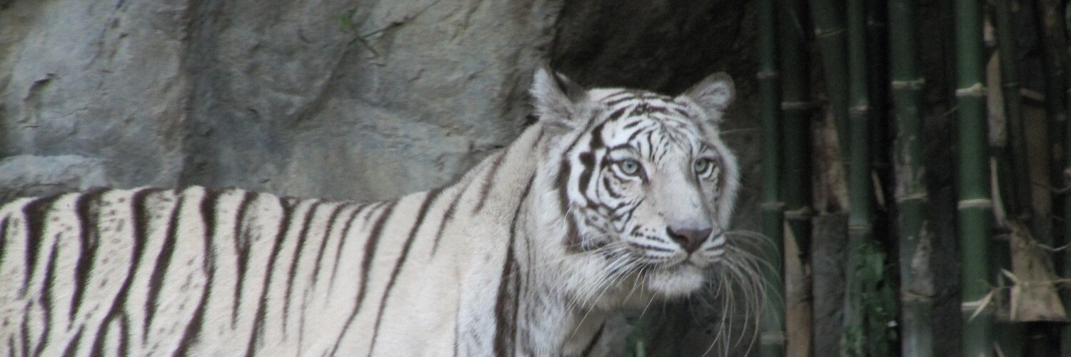 CassCliatt's profile banner image