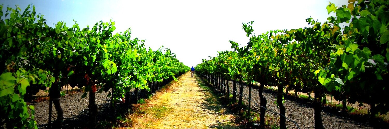 Dancing Coyote Wines banner