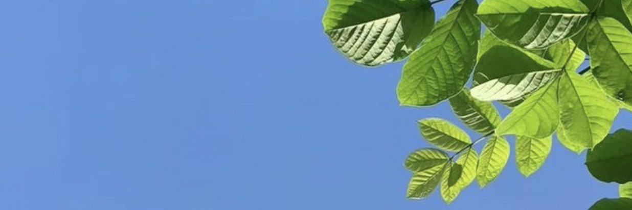 SOSEALI's profile banner image
