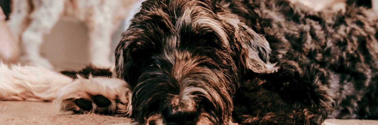 izzyfitzpatrick's profile banner image