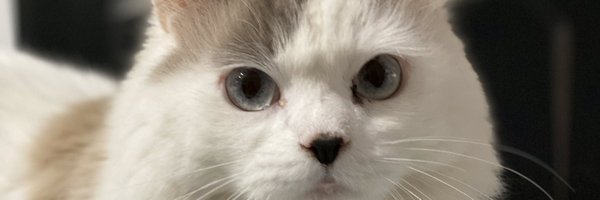 lluisu Profile Banner