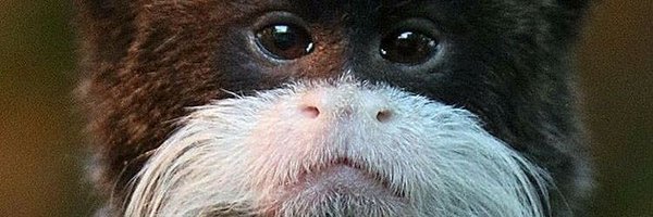 tundemisimple Profile Banner