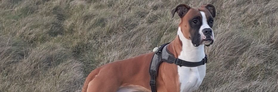 MrSmiffler's profile banner image