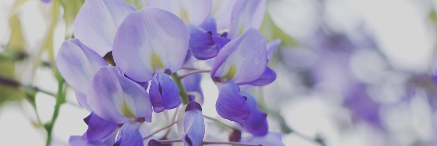 ecolindy's profile banner image