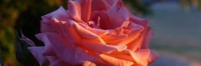 ASZX11223344's profile banner image
