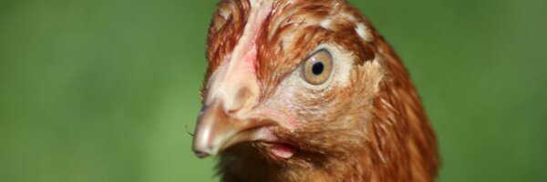 mattbrown345 Profile Banner