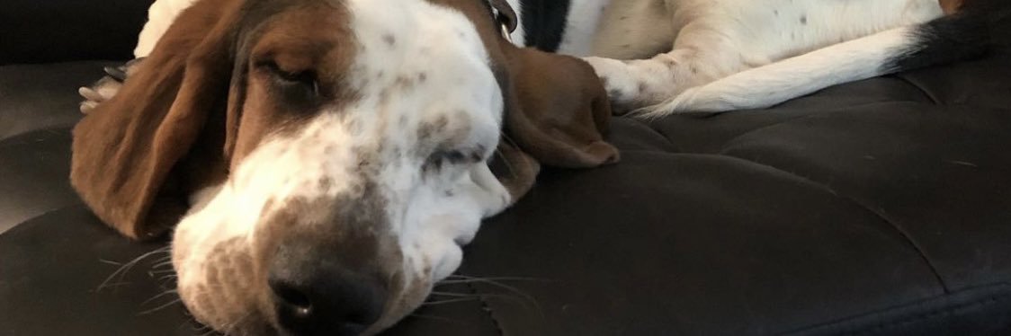 macksdogs's profile banner image