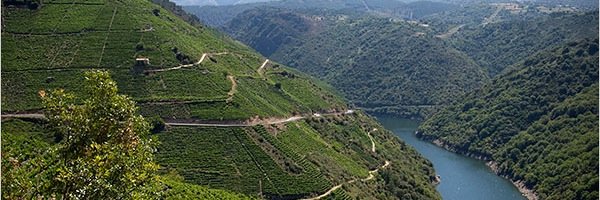 Devon Broglie, MS banner