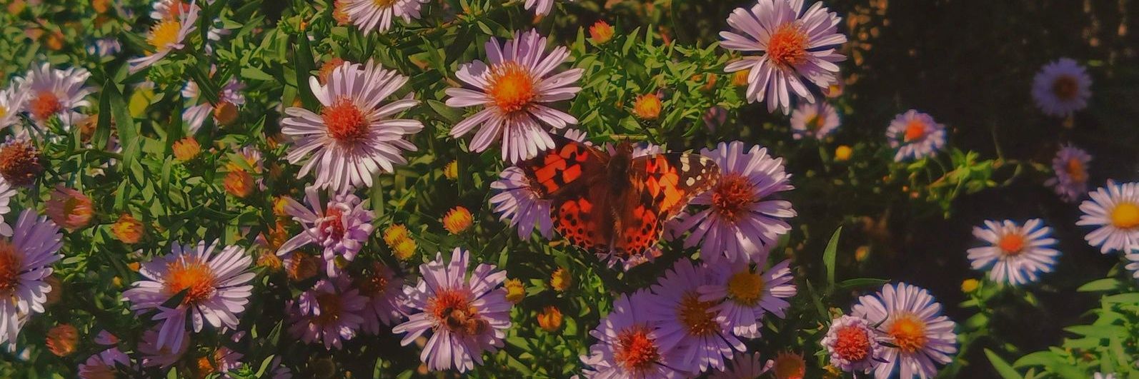 MonicaLSnider's profile banner image