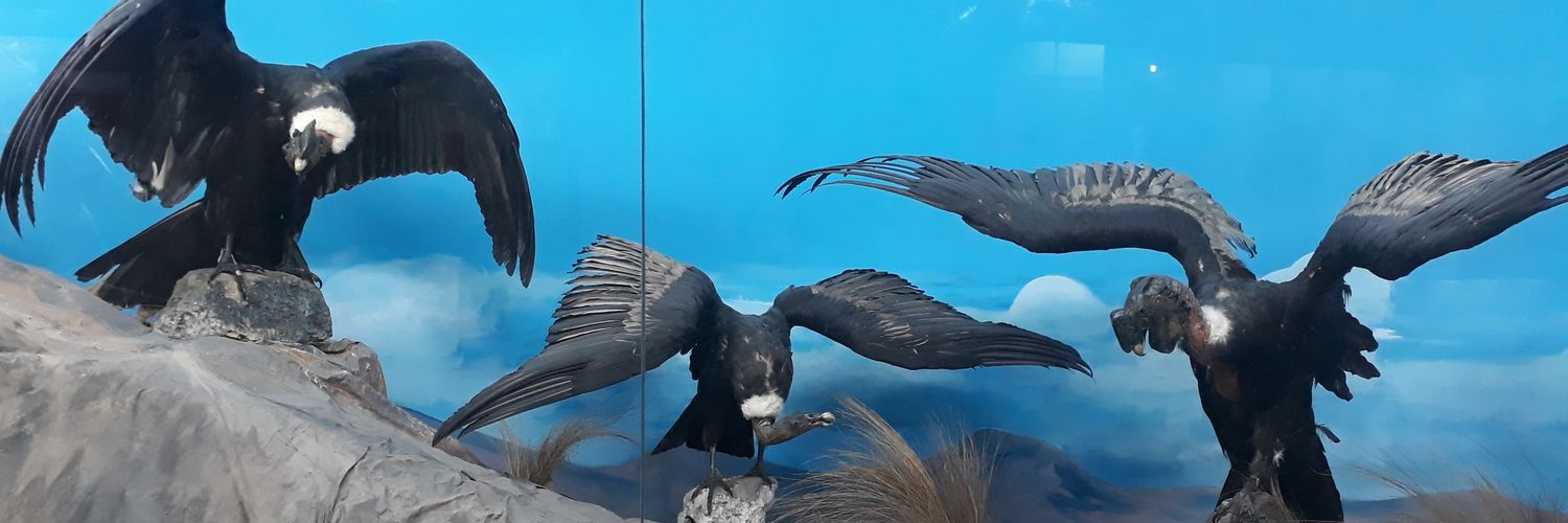 Jairito Michael banner