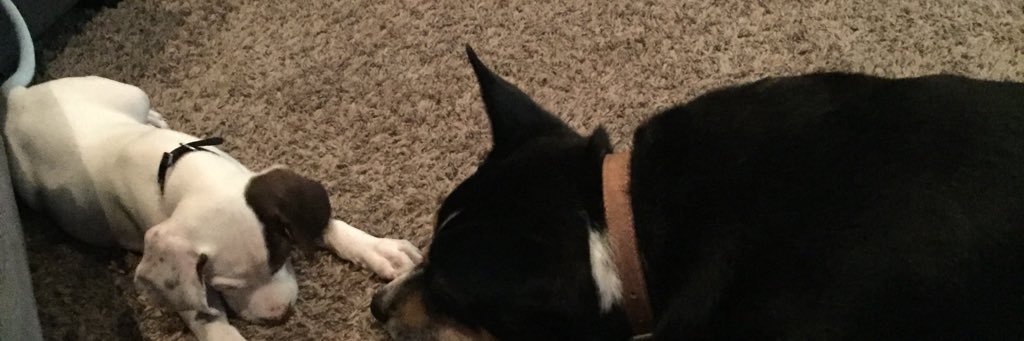 riemitis's profile banner image