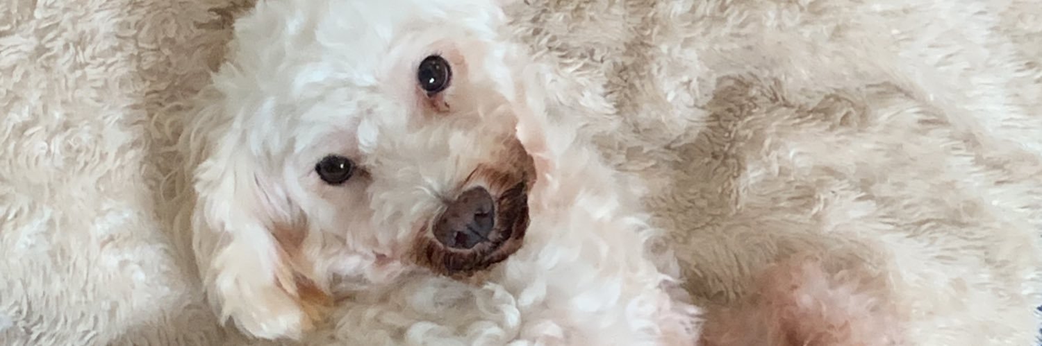 00babyly's profile banner image