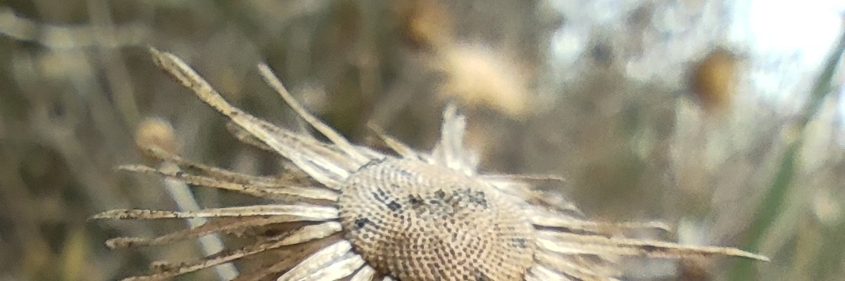 lenaguffi's profile banner image
