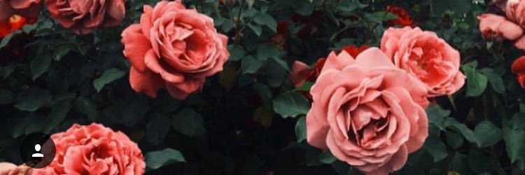 elizaendris's profile banner image