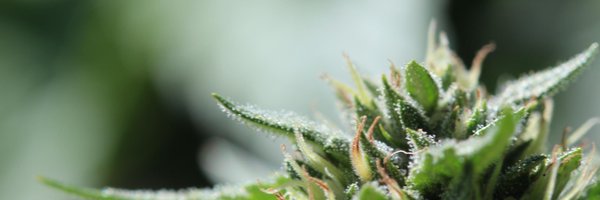 The Cannabis Times Profile Banner