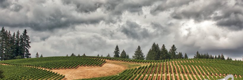firesteedwines's profile banner image
