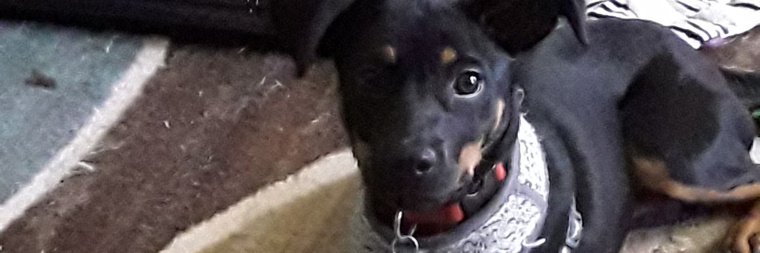 lilbitdog's profile banner image