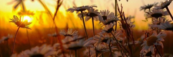 Tu_ama Profile Banner