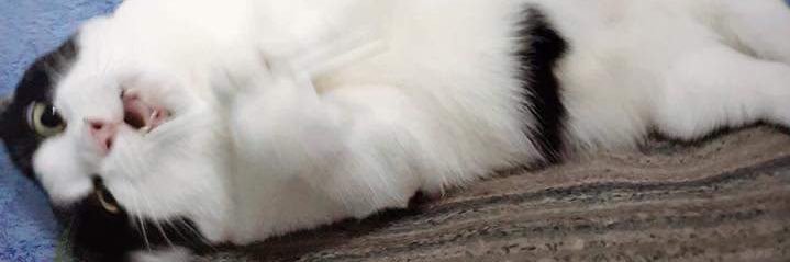 beanutputterr's profile banner image
