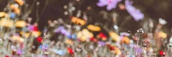 maadelinep's profile banner image