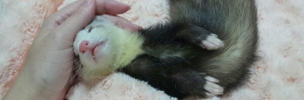 chiichiru37 Profile Banner