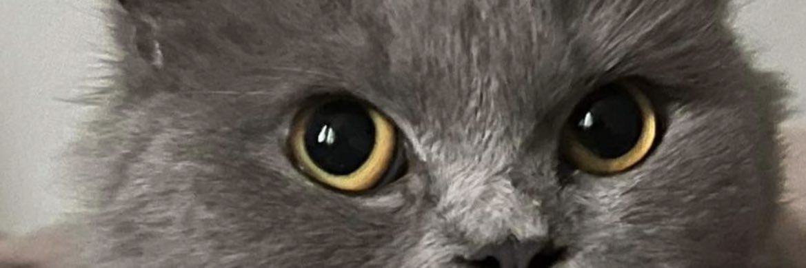 dnllchiefe's profile banner image