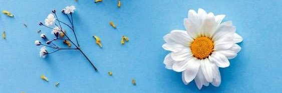 LauraHomie_'s profile banner image