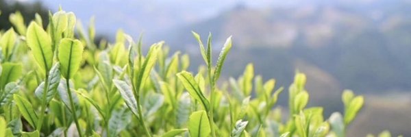 benefitea_jp Profile Banner
