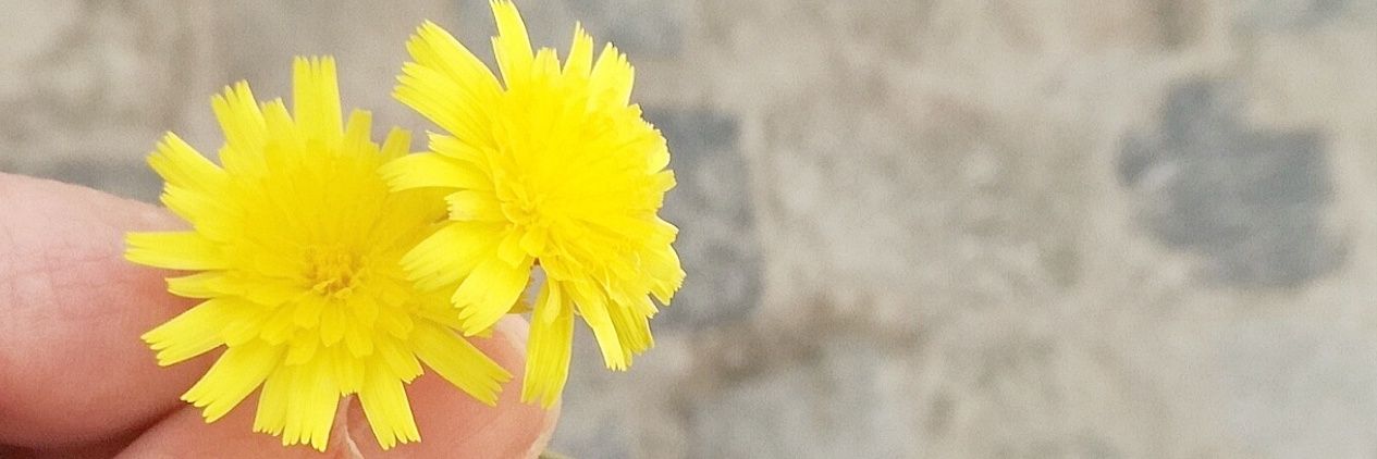 ereabresoli's profile banner image