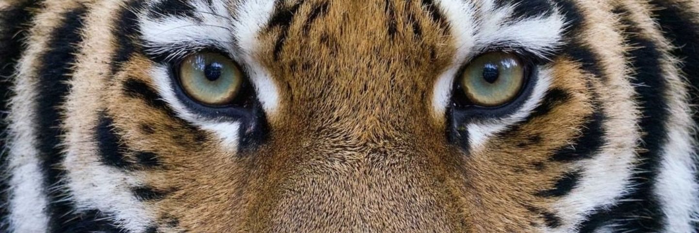 Geangama's profile banner image