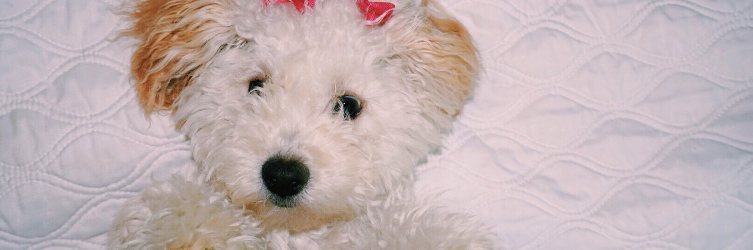 hannahsmithh_'s profile banner image