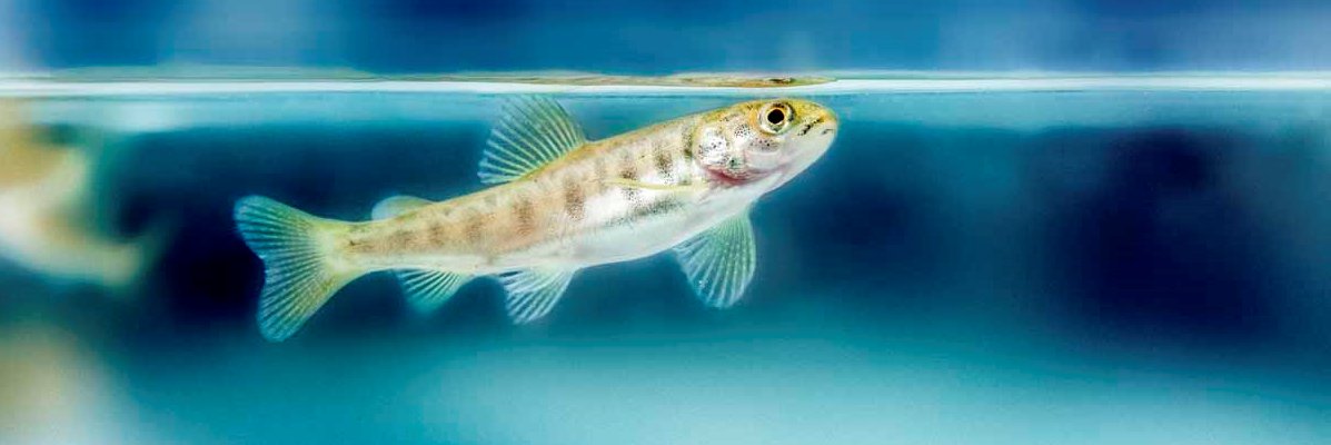 HGSalmonUK's profile banner image